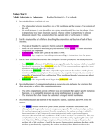 Cells & Prokaryotes vs&period; Eukaryotes