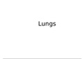 Lungs