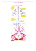 document-image
