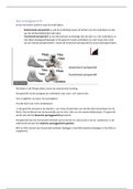 document-image