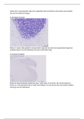 document-image
