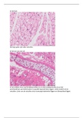 document-image
